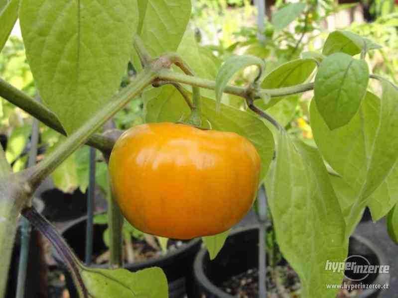 Chilli Rocoto Orange - semena - foto 1