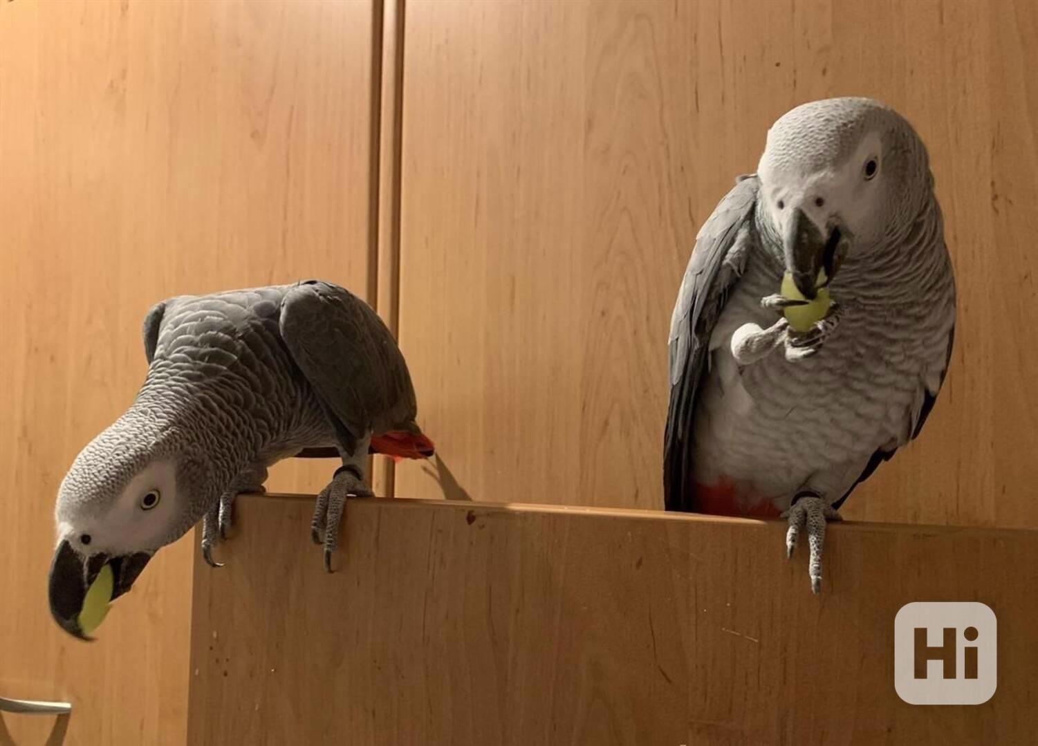 🦜 Papoušek šedý na prodej - foto 1