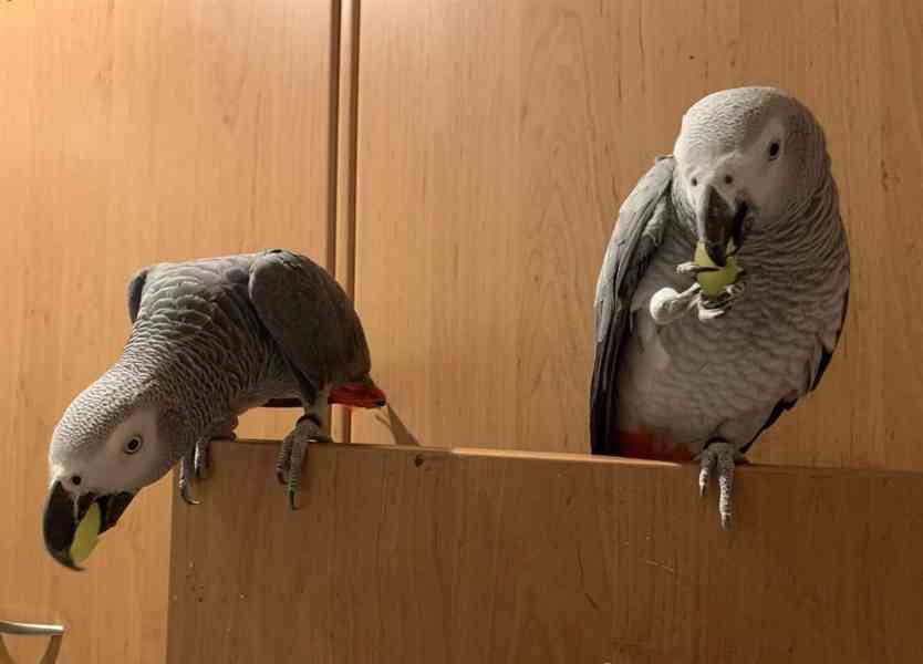 🦜 Papoušek šedý na prodej - foto 1