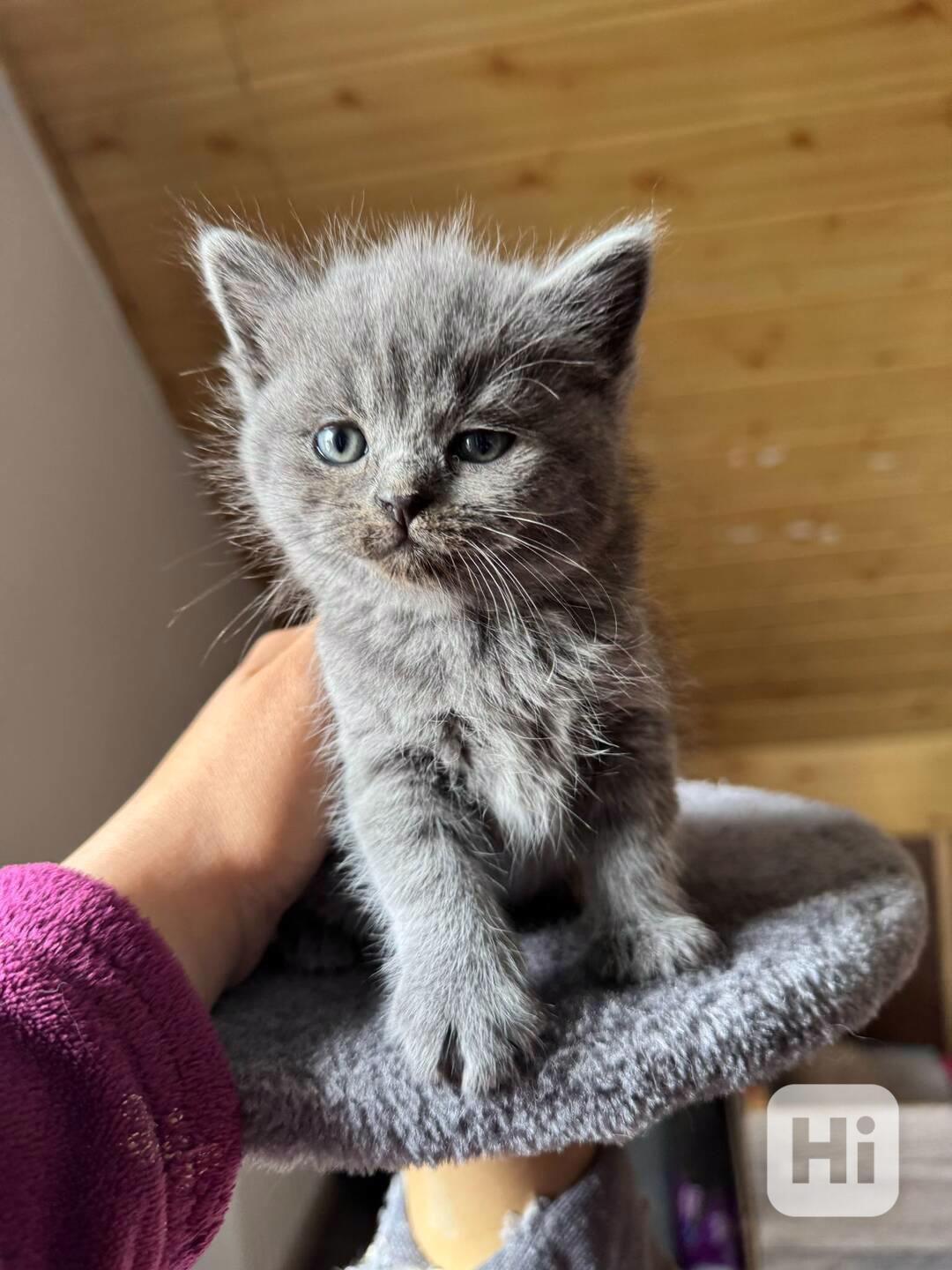 Britská Koťátka modrá - foto 1