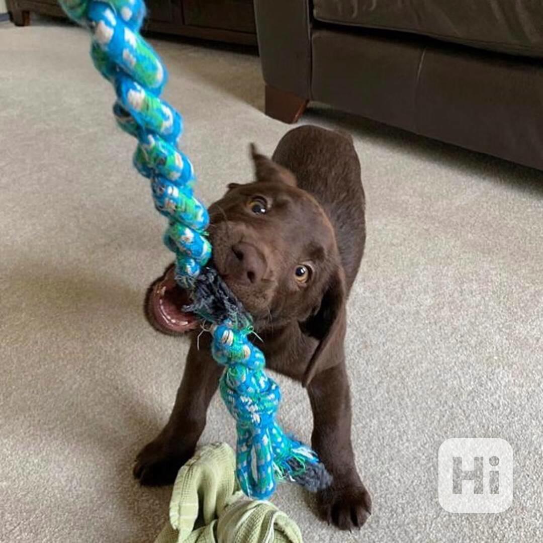 Štěně labradora hledá nový domov - foto 1