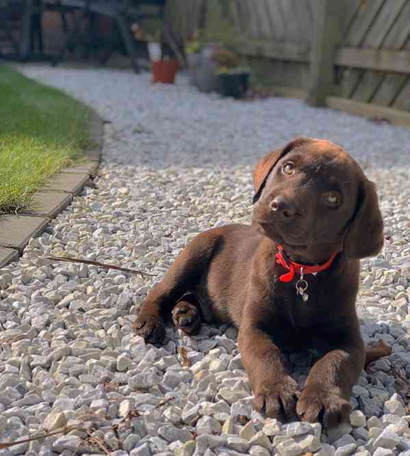 Štěně labradora hledá nový domov - foto 2