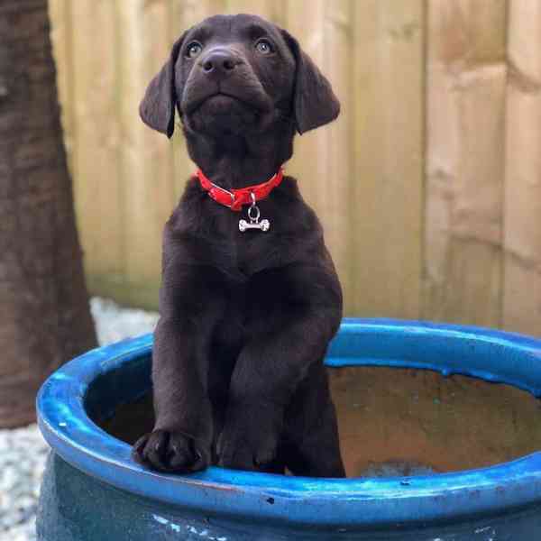 Štěně labradora hledá nový domov - foto 4