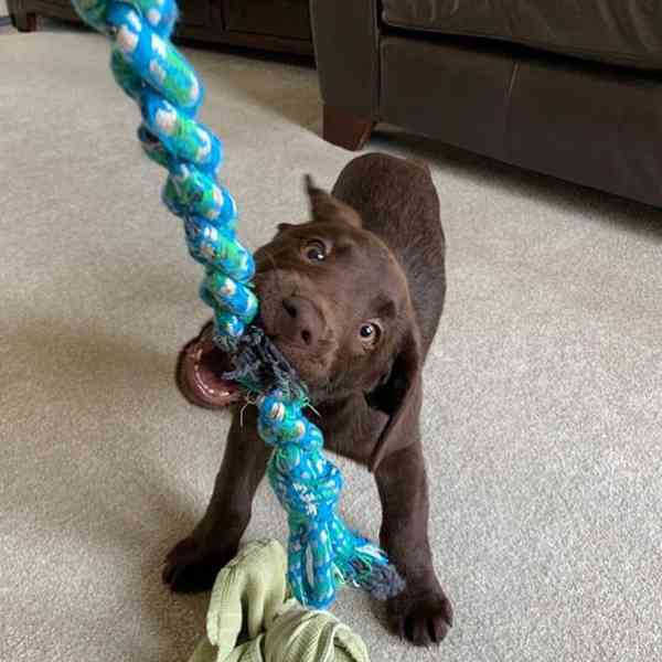 Štěně labradora hledá nový domov