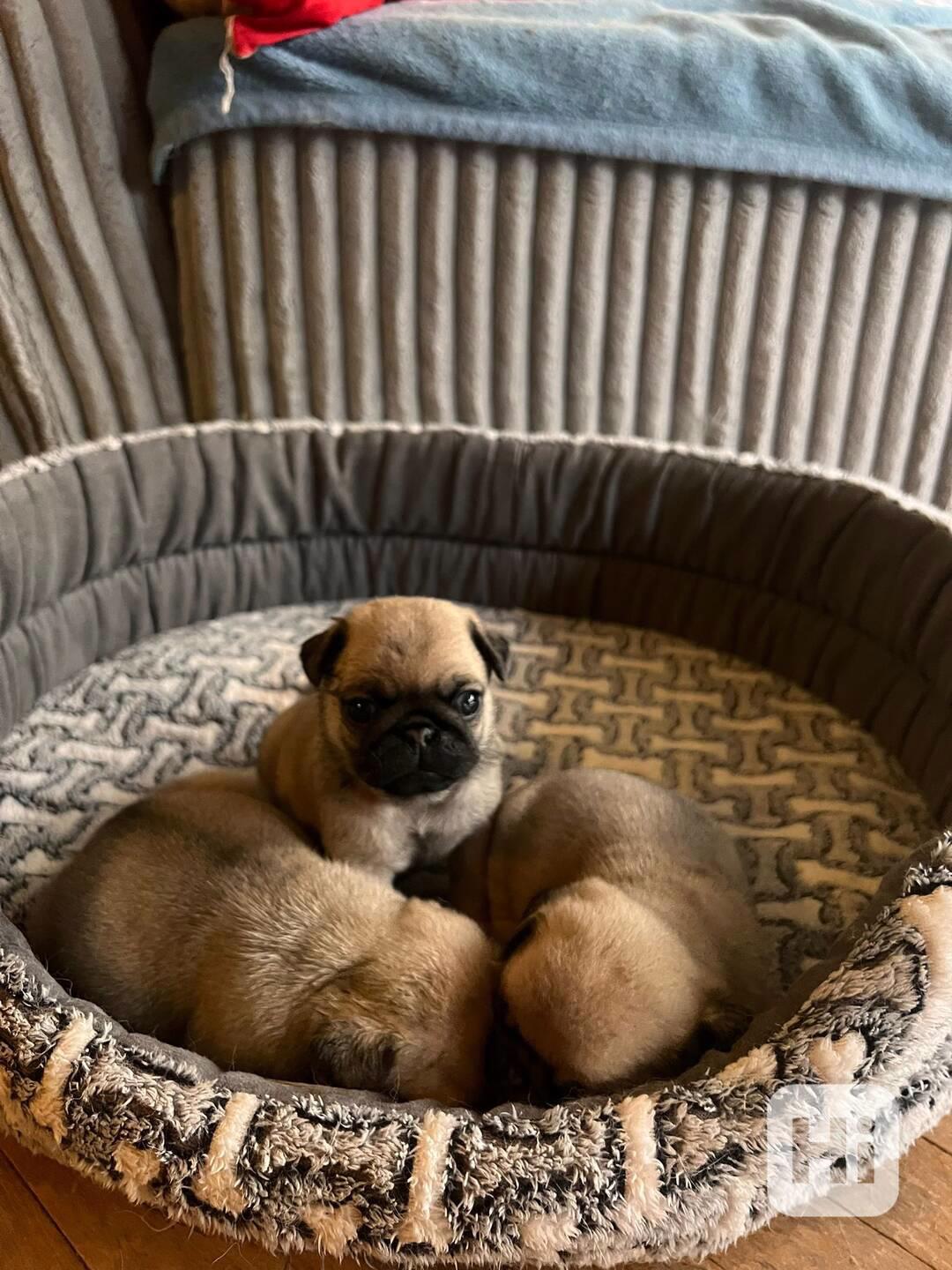 Mops štěňátka - foto 1