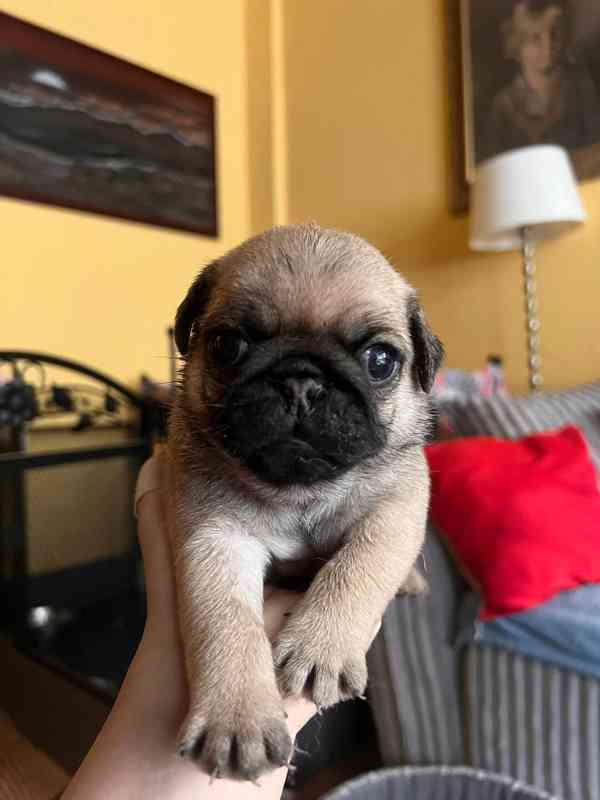 Mops štěňátka - foto 6