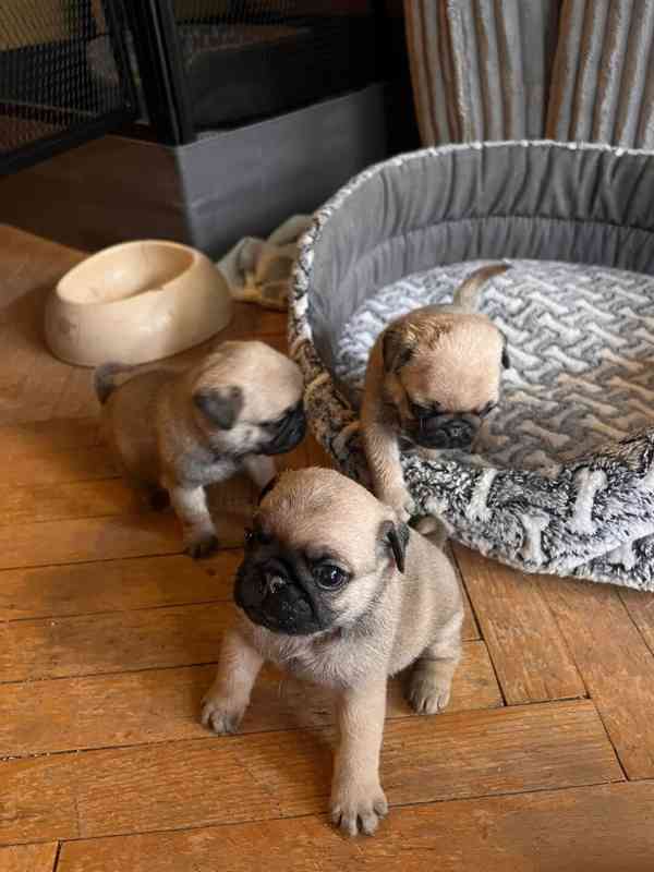 Mops štěňátka - foto 3