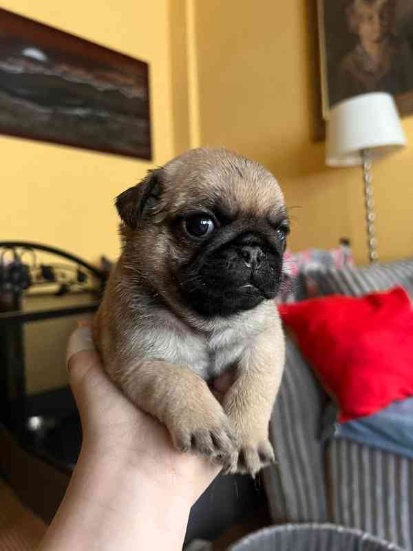 Mops štěňátka - foto 7