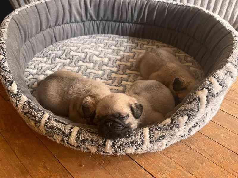 Mops štěňátka - foto 2