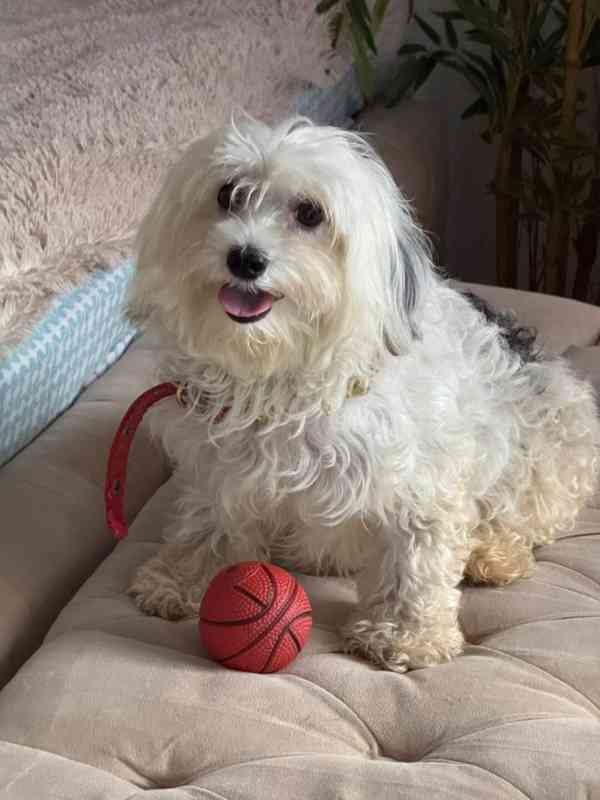 Świetne wieści!  Nowe szczenięta hawańczyka już się pojawiły - foto 3