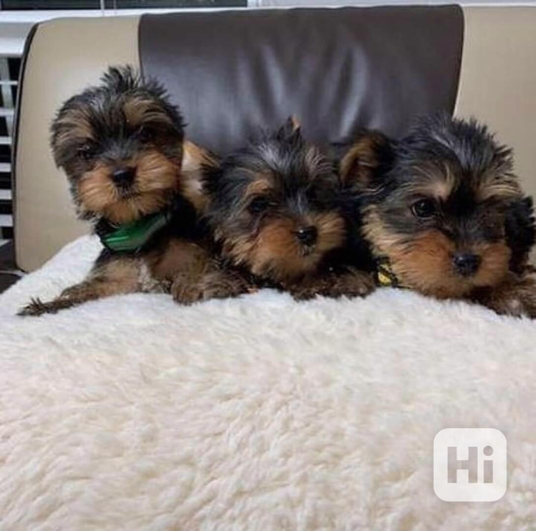 Štěňata yorkshirského teriera Teacup k dispozici k adopci - foto 1