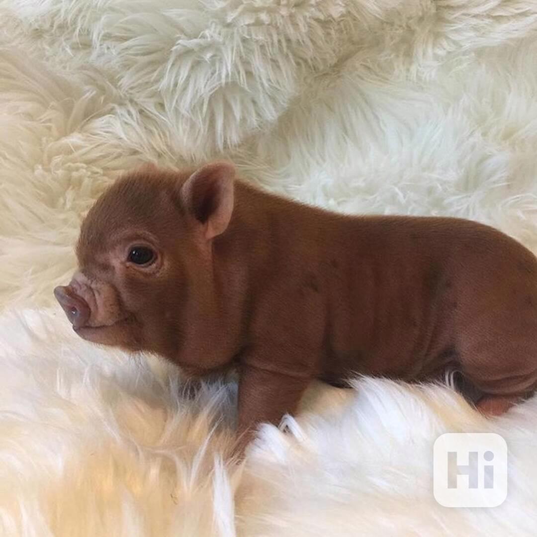 Nádherná prasátka k prodeji – - foto 1