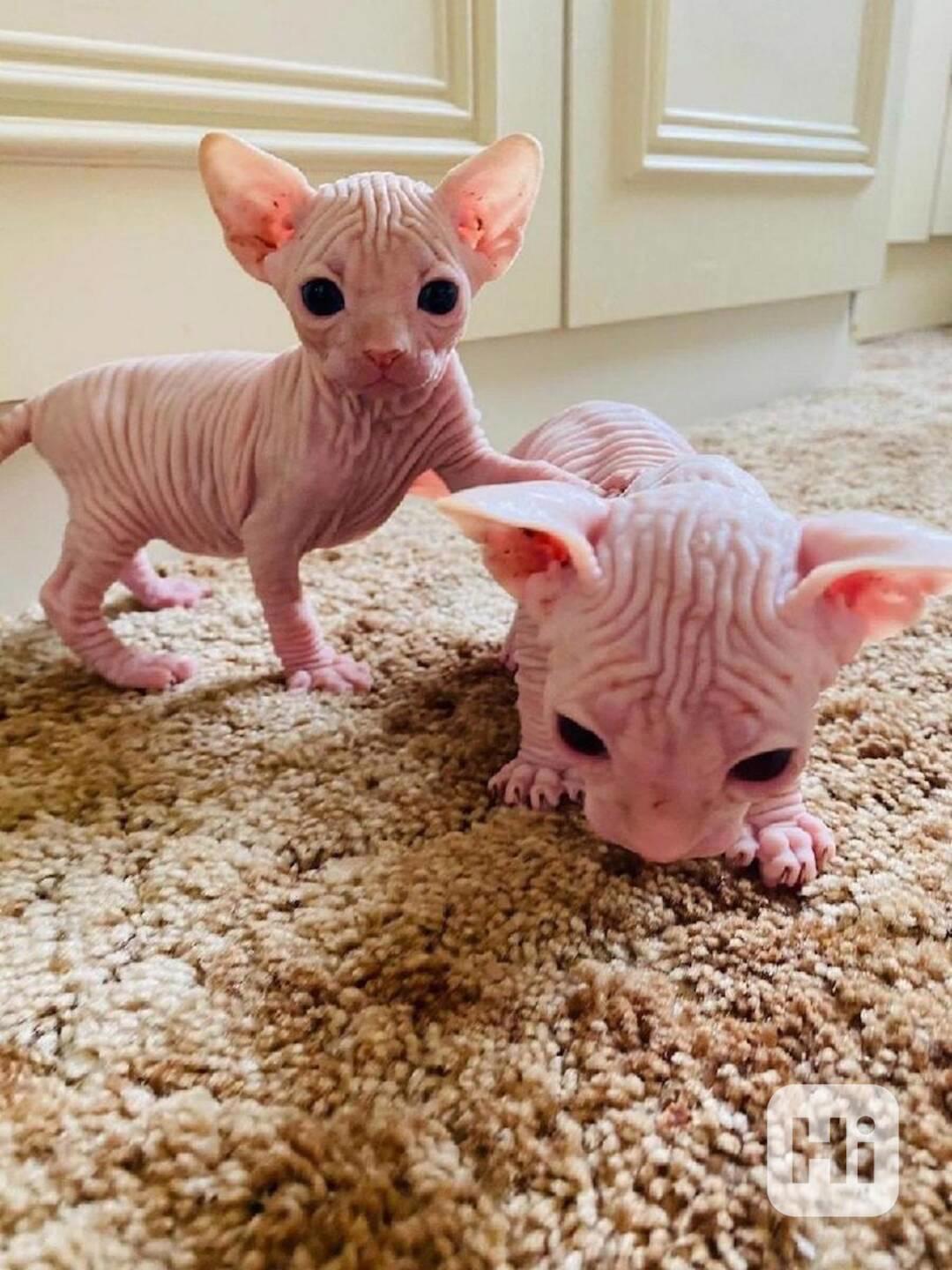 sphynx koťata s pp - foto 1