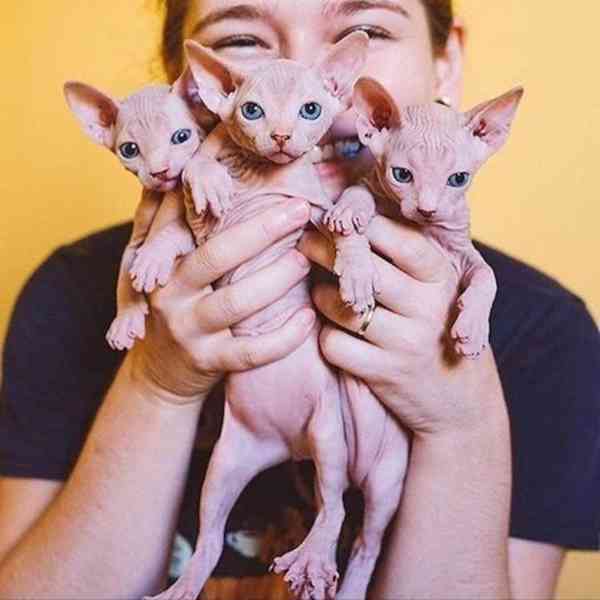 sphynx koťata s pp - foto 2