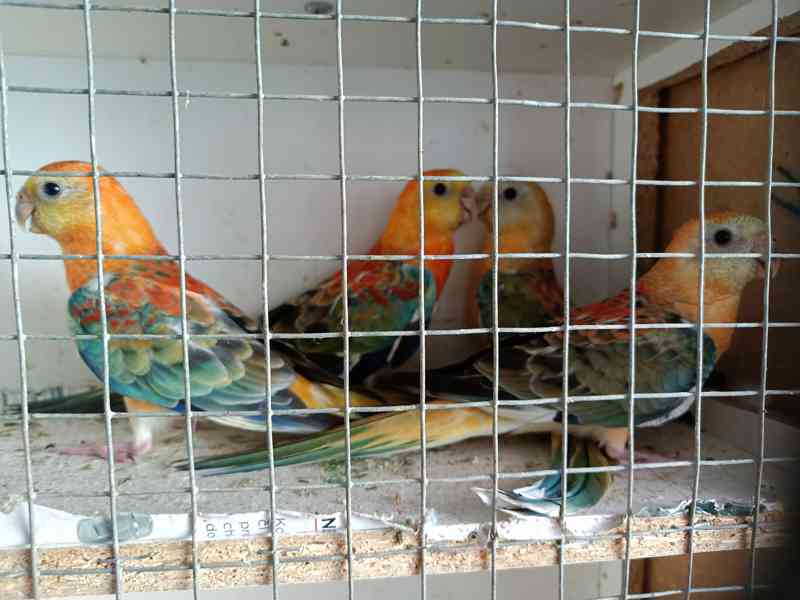 Papoušci 