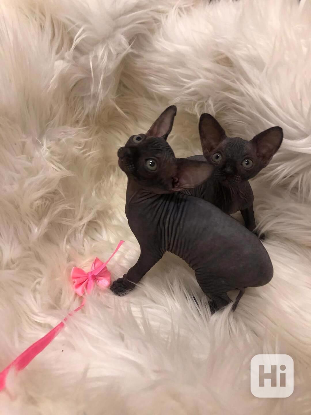 ✨ Krásné kotě Devon Rex na prodej - foto 1