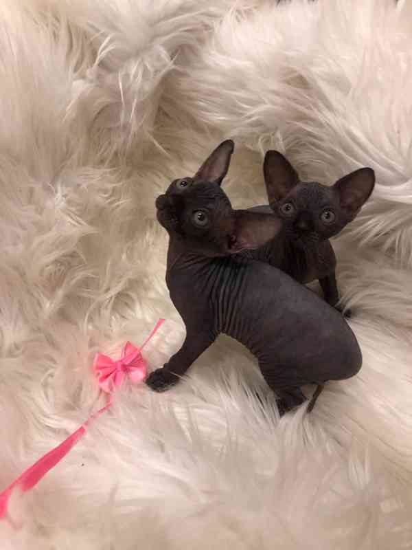 ✨ Krásné kotě Devon Rex na prodej - foto 1