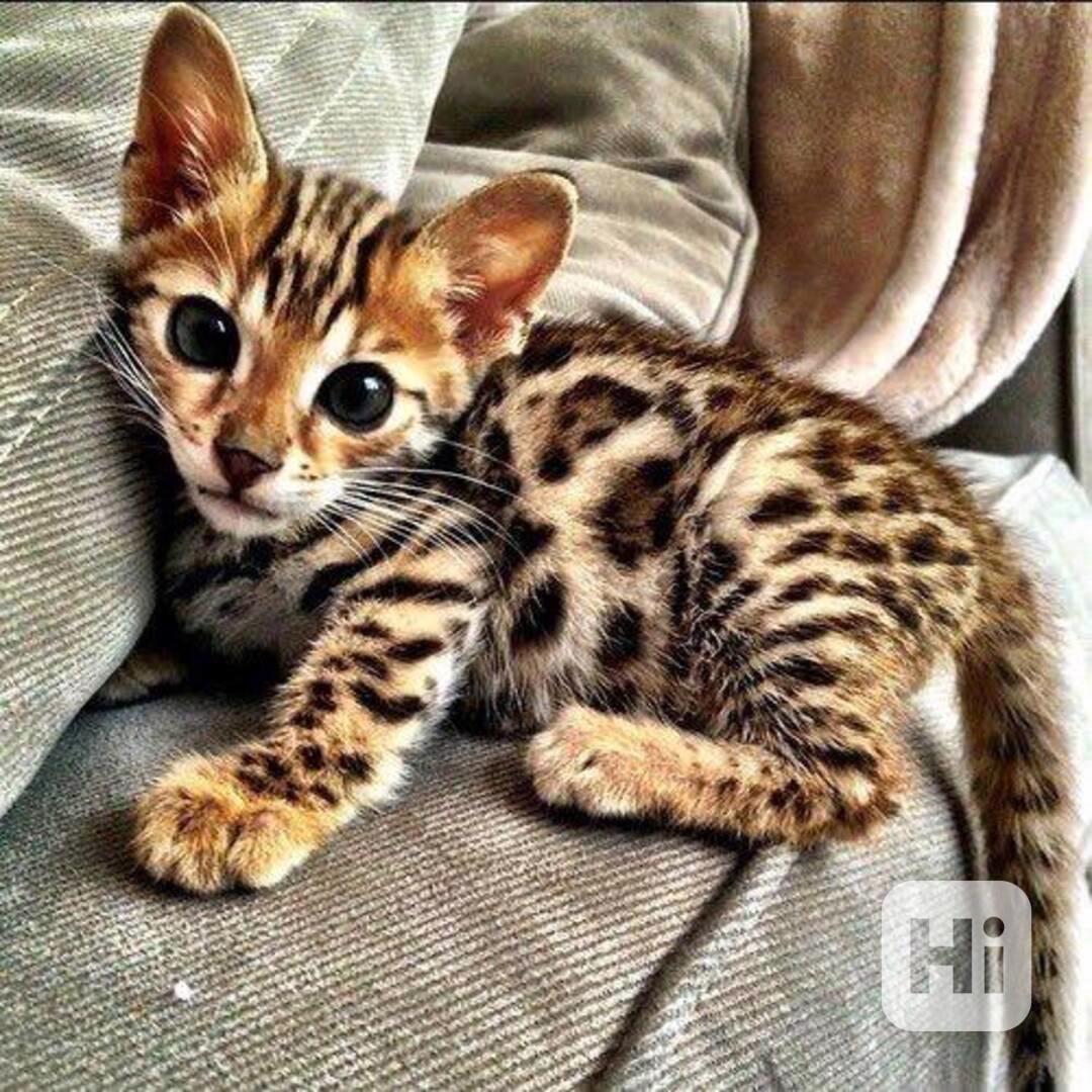 Roztomilá bengálská koťátka k dispozici - foto 1