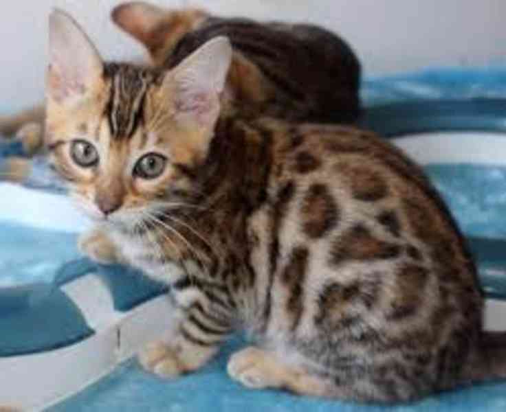 Roztomilá bengálská koťátka k dispozici - foto 2