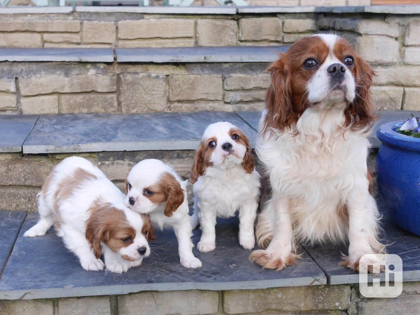 Štěňata Cavalier Kinga jsou úžasná! - foto 1
