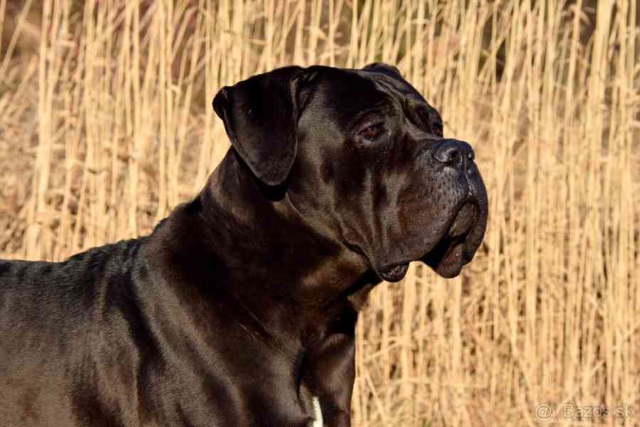 Cane Corso štěňátka s PP FCI - foto 8