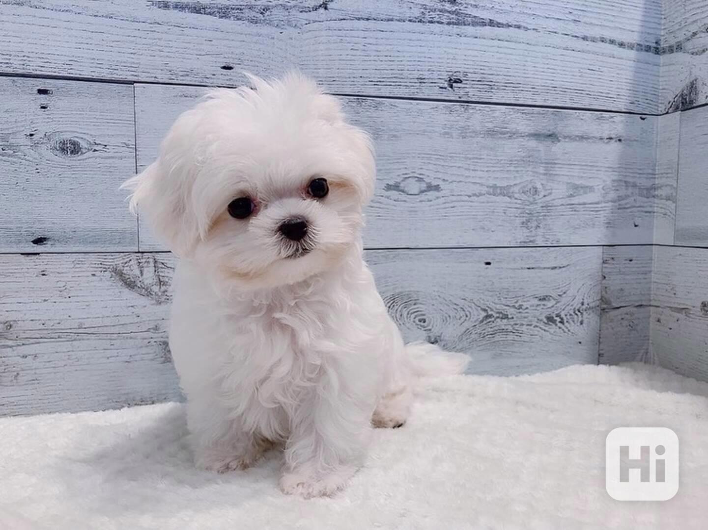 Štěně maltézského ovčáka k adopci - foto 1