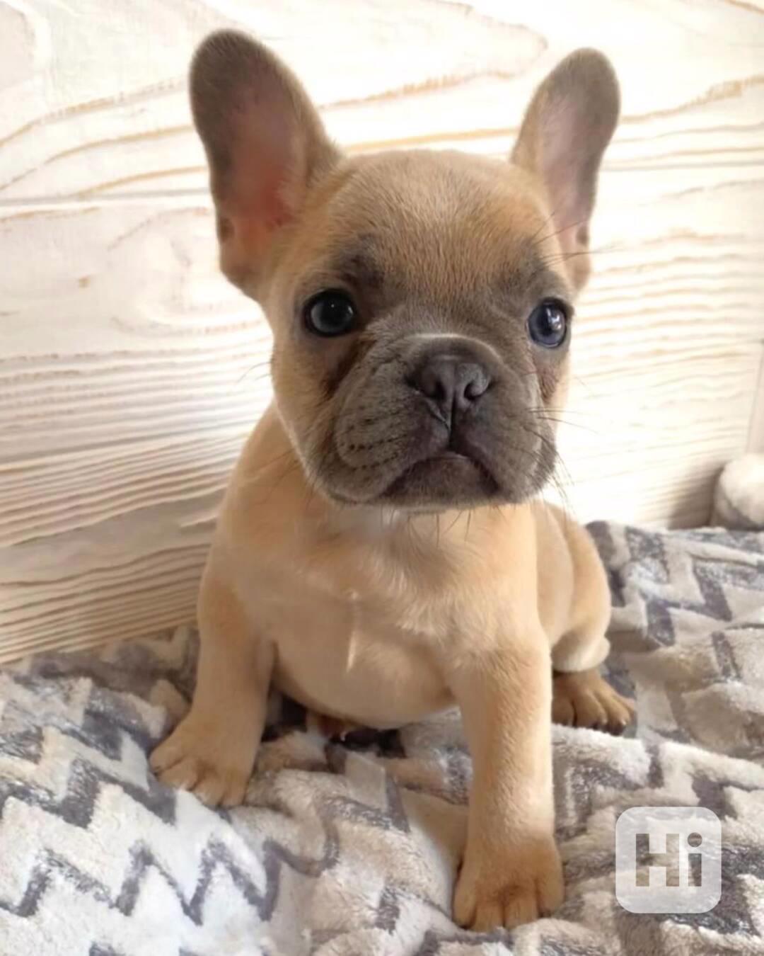 Štěňata francouzského buldoka k adopci - foto 1