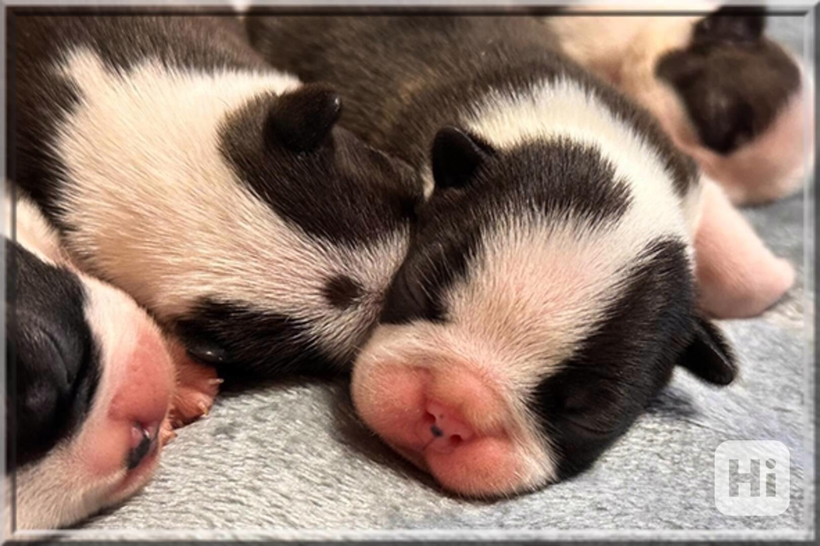 Boston teriér - štěňata s PP (FCI) - foto 1