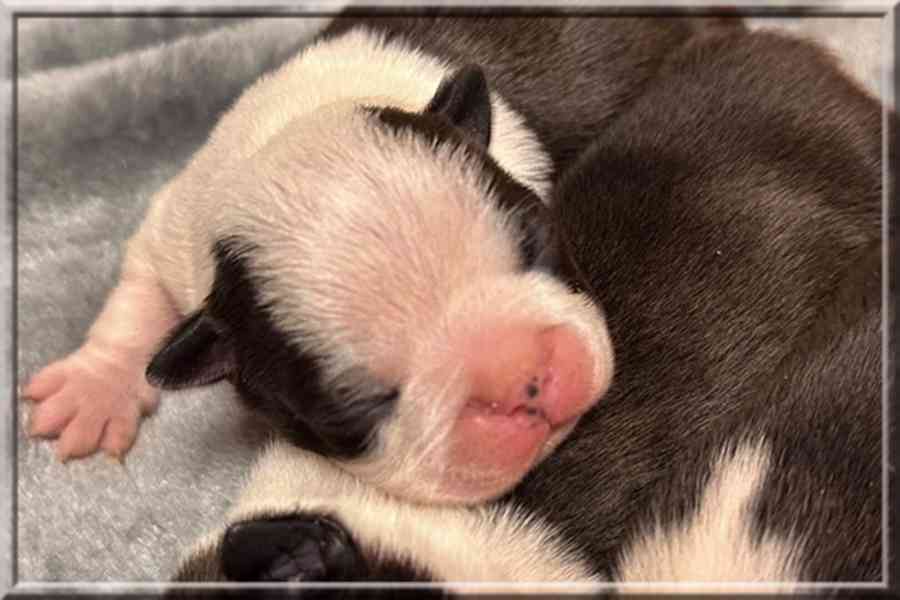 Boston teriér - štěňata s PP (FCI) - foto 2