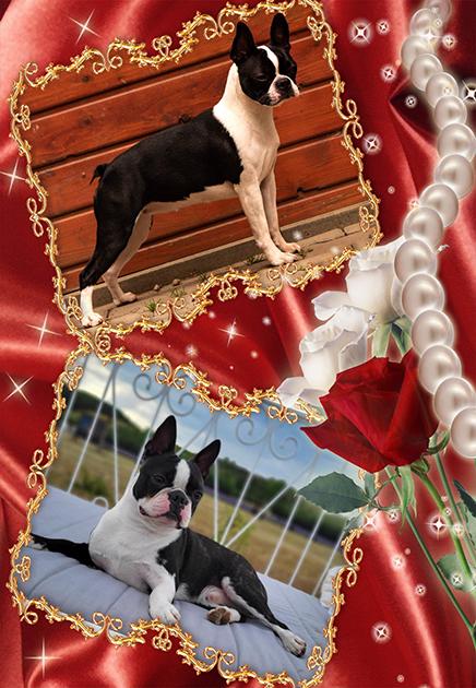 Boston teriér - štěňata s PP (FCI) - foto 5