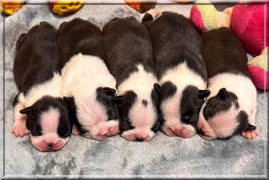 Boston teriér - štěňata s PP (FCI) - foto 4