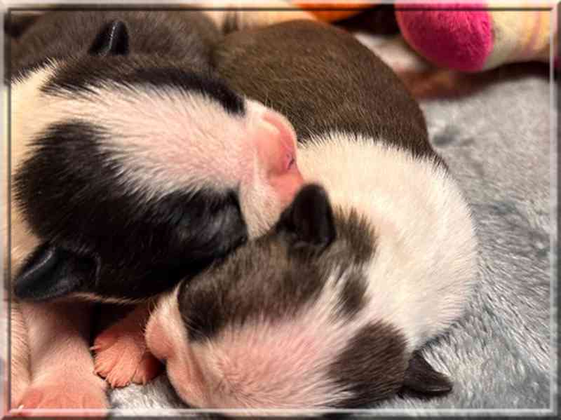 Boston teriér - štěňata s PP (FCI) - foto 3