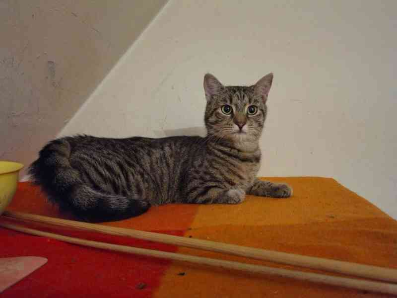 Mourovaný, opatrný 10měsíční Mikeš - foto 2