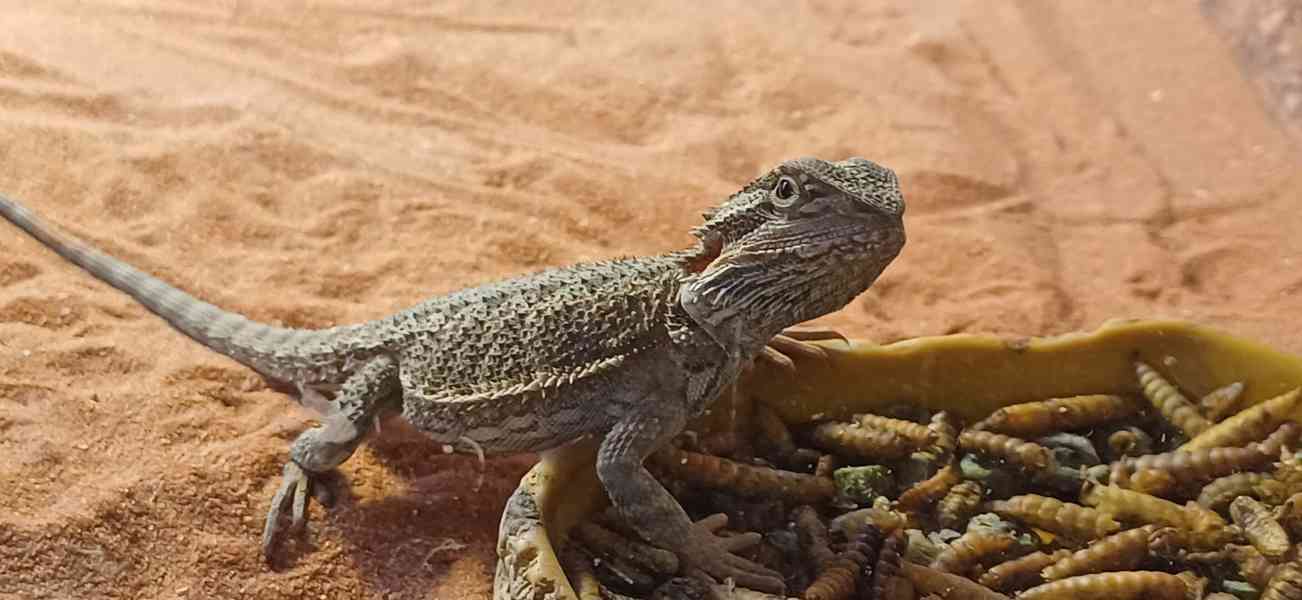 Agama Vousatá mláďata prodej - foto 6