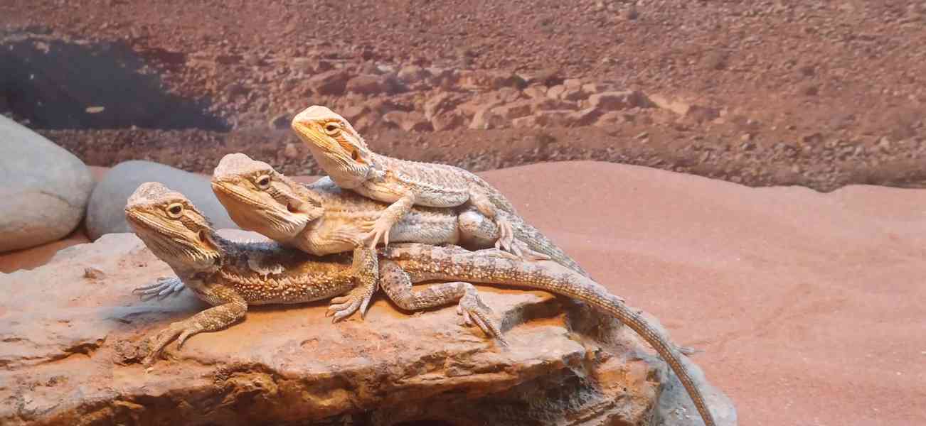 Agama Vousatá mláďata prodej - foto 7