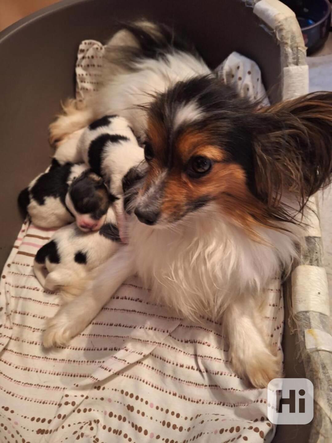 Papillon - foto 1