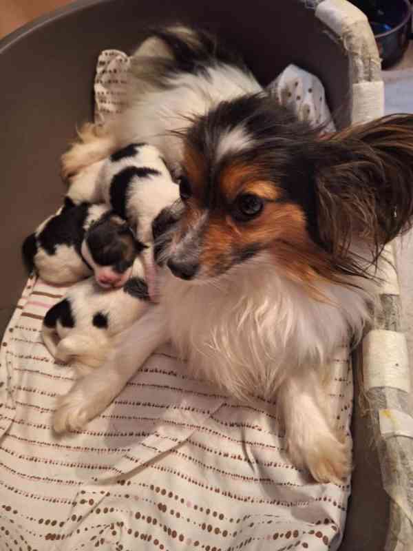 Papillon - foto 1