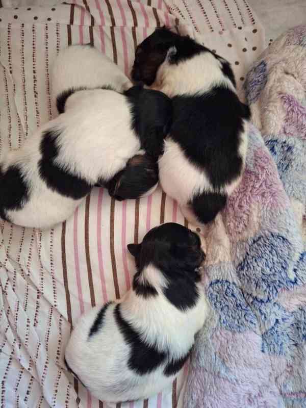 Papillon - foto 2
