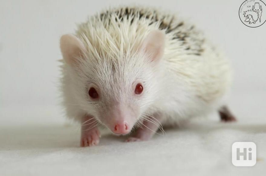 Samička afrického pygmy ježka s průkazem původu - foto 1