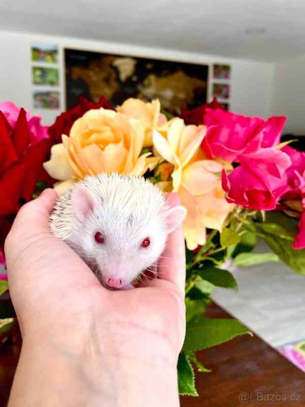 Samička afrického pygmy ježka s průkazem původu - foto 5