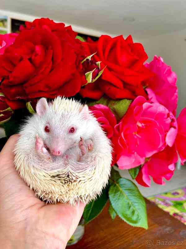 Samička afrického pygmy ježka s průkazem původu - foto 4