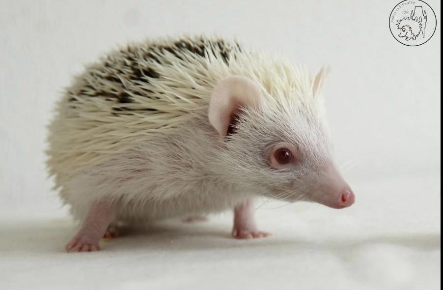 Samička afrického pygmy ježka s průkazem původu - foto 3