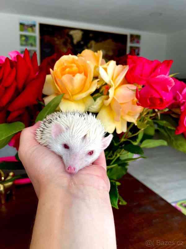 Samička afrického pygmy ježka s průkazem původu - foto 6