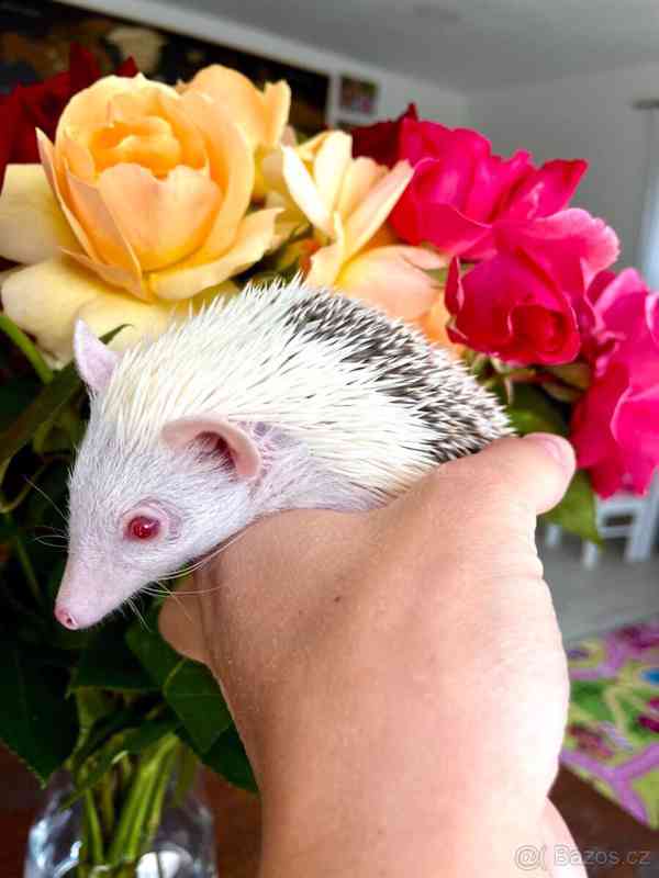 Samička afrického pygmy ježka s průkazem původu - foto 2