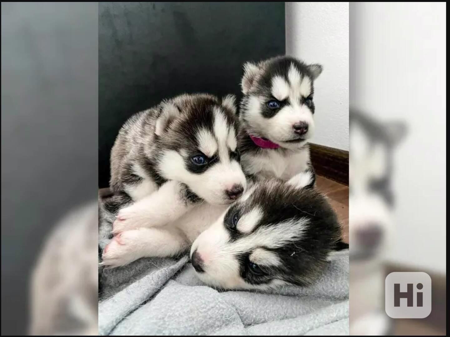 Sibiřský husky štěňátka - foto 1