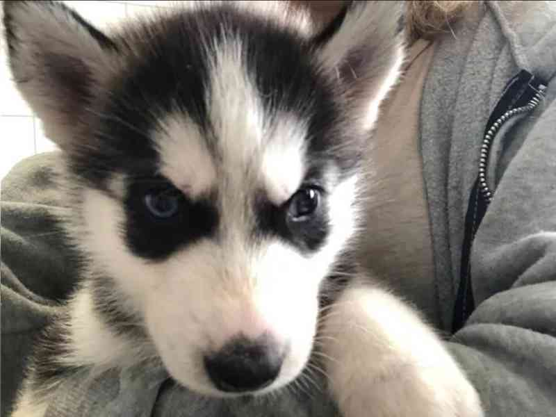 Sibiřský husky štěňátka - foto 3