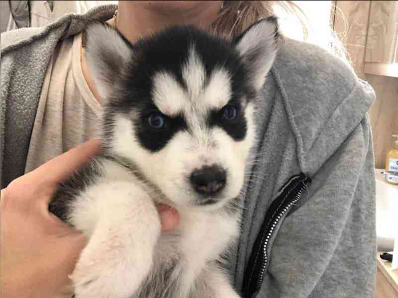 Sibiřský husky štěňátka - foto 4