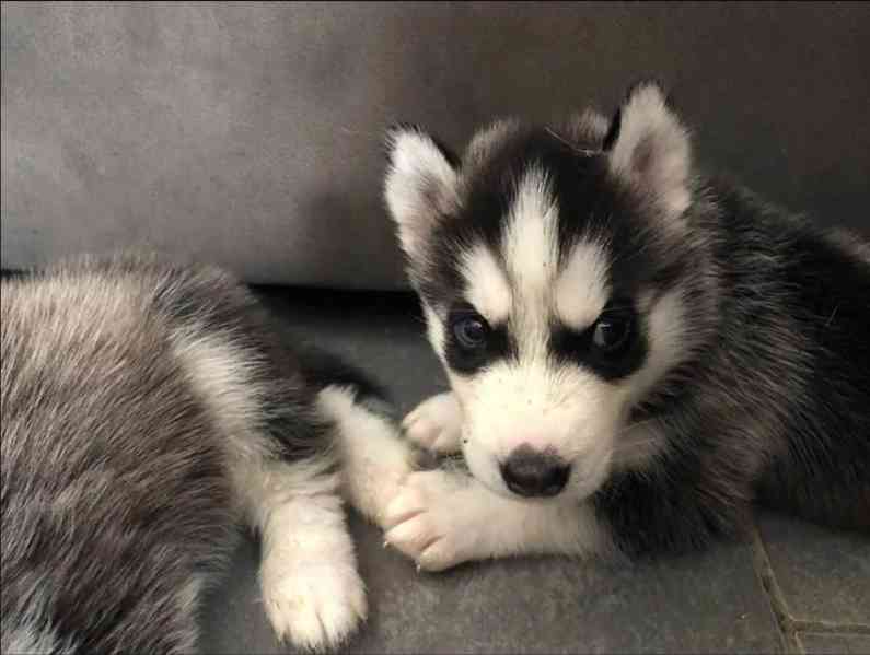 Sibiřský husky štěňátka - foto 5