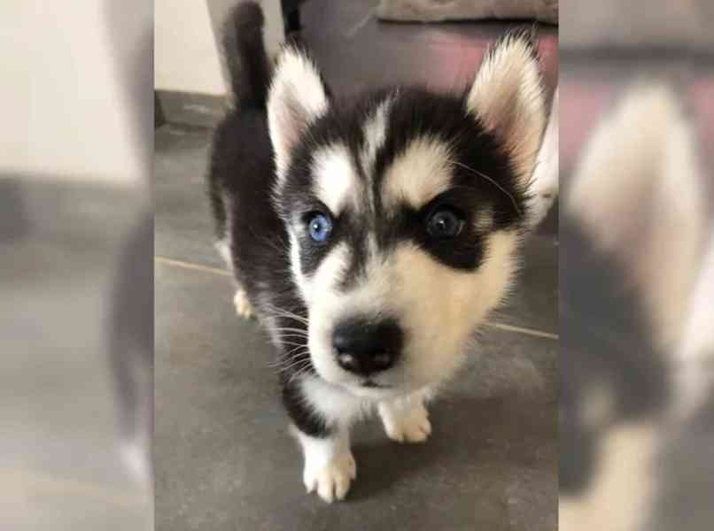 Sibiřský husky štěňátka - foto 2