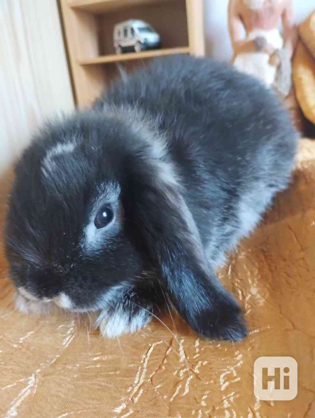 Králík  - foto 1